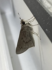 Hesperiidae