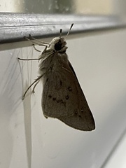 Hesperiidae