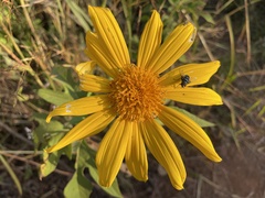 Tithonia diversifolia image