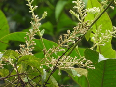 Mikania psilostachya