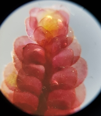 Scapania undulata