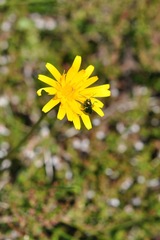 Cryptocephalus hypochaeridis