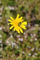 Cryptocephalus hypochaeridis