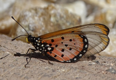 Acraea neobule