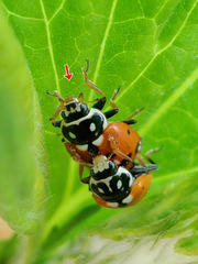 Hippodamia variegata