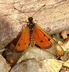 Acraea neobule