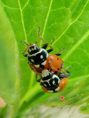 Hippodamia variegata
