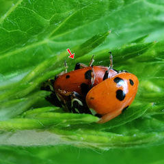 Hippodamia variegata