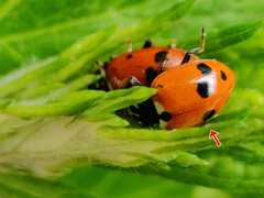 Hippodamia variegata