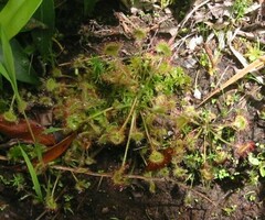 Drosera rotundifolia