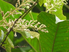 Mikania psilostachya