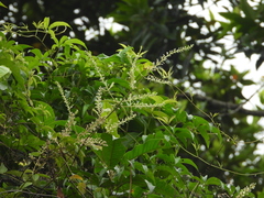 Mikania psilostachya