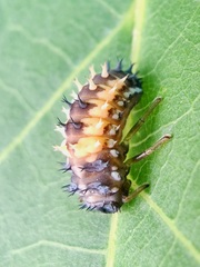 Harmonia axyridis