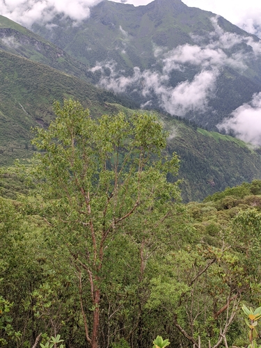 Himalayan Birch