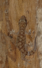 Hemidactylus parvimaculatus