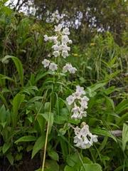 Nardostachys jatamansi