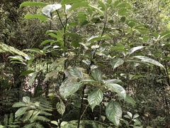 Cinnamomum micranthum