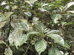 Cinnamomum micranthum
