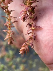Myriophyllum verrucosum