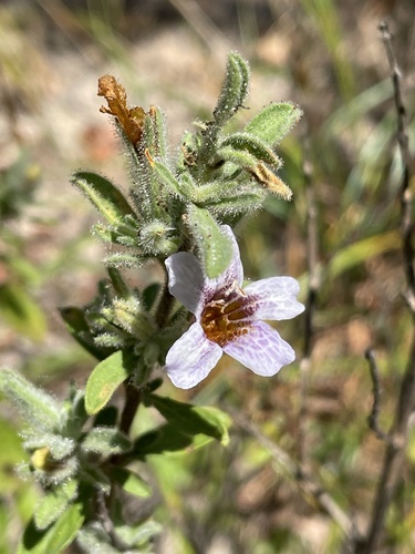 Strobilanthopsis image