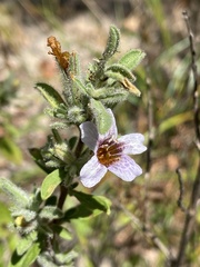 Strobilanthopsis linifolia image