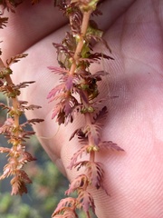 Myriophyllum verrucosum