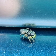 Araneae