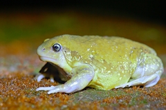 Microhylinae