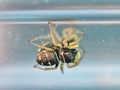 Araneae