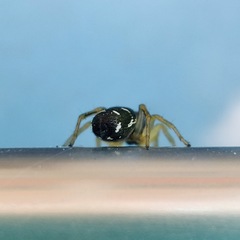 Araneae
