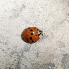 Harmonia axyridis