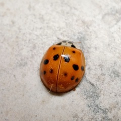 Harmonia axyridis