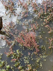 Myriophyllum verrucosum