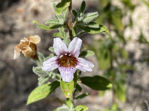 Strobilanthopsis linifolia image