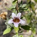Strobilanthopsis linifolia - Photo (c) Robert Taylor, some rights reserved (CC BY), uploaded by Robert Taylor