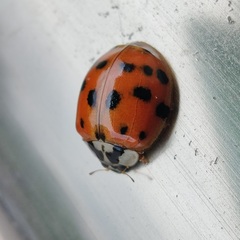 Harmonia axyridis