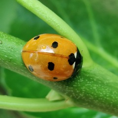Coccinella septempunctata