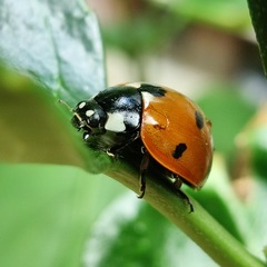 Coccinella septempunctata