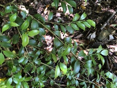 Ilex hayataiana