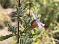 Strobilanthopsis linifolia image