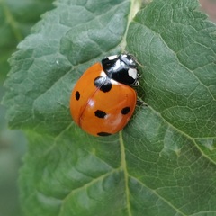 Coccinella septempunctata