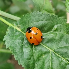 Coccinella septempunctata