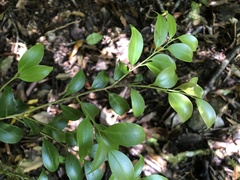 Ilex hayataiana