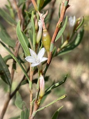 Oxygonum