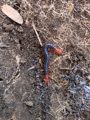 Cormocephalus nitidus