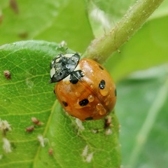 Coccinella septempunctata
