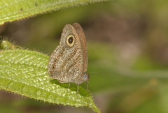 Ypthima fasciata