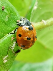 Coccinella septempunctata