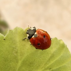 Coccinella septempunctata