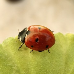 Coccinella septempunctata